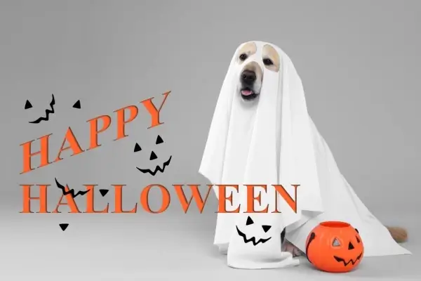 Happy Halloween from BMV Mortgage LLC